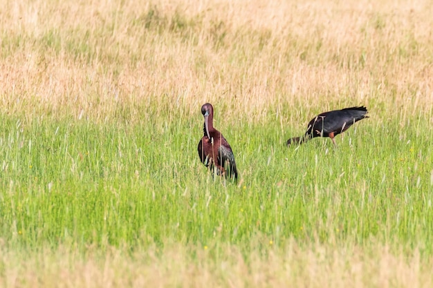 Glossy Ibis (Plegadis falcinellus) Wading Bird in Natural Habitat