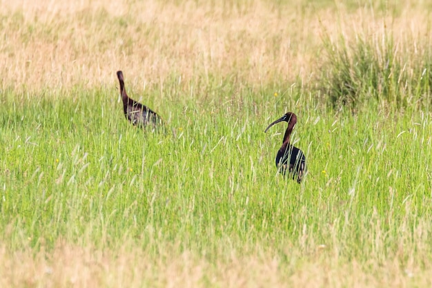 Glossy Ibis (Plegadis falcinellus) Wading Bird in Natural Habitat