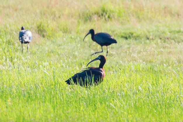 Glossy Ibis (Plegadis falcinellus) Wading Bird in Natural Habitat