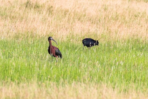 Glossy Ibis (Plegadis falcinellus) Wading Bird in Natural Habitat