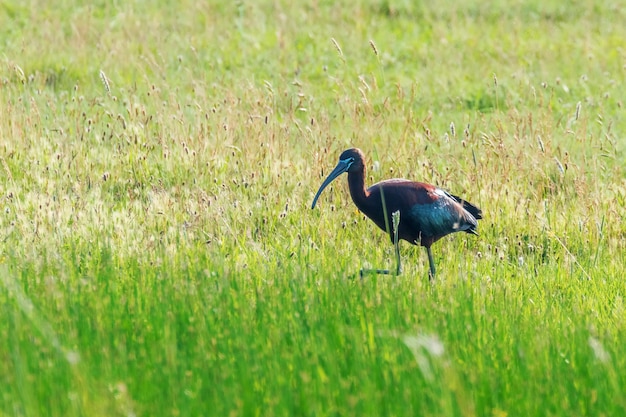 Glossy Ibis (Plegadis falcinellus) Wading Bird in Natural Habitat