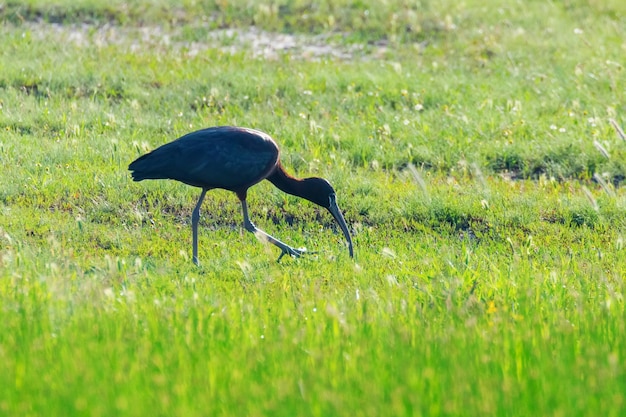 Glossy Ibis (Plegadis falcinellus) Wading Bird in Natural Habitat