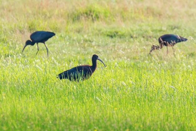 Glossy Ibis (Plegadis falcinellus) Wading Bird in Natural Habitat