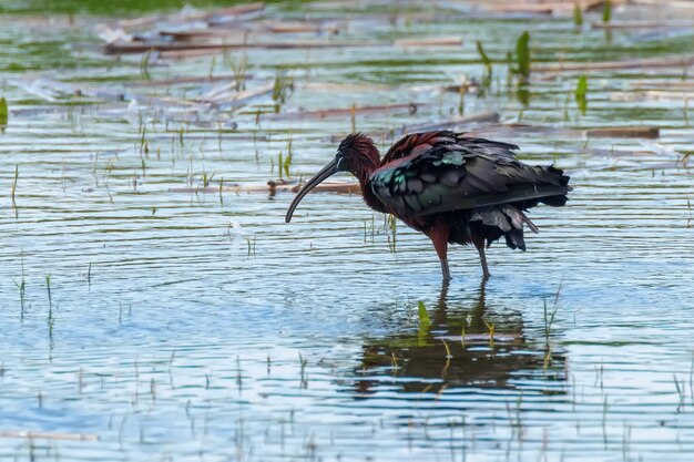 Glossy Ibis (Plegadis falcinellus) Wading Bird