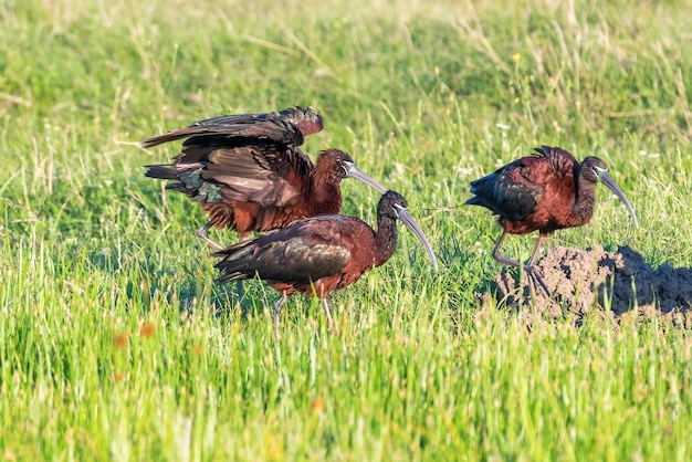 Glossy Ibis (Plegadis falcinellus) Wading Bird