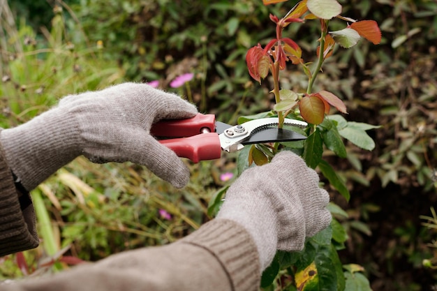 Gloved hands of gardener with scissors pruning top of rose bush in the garden