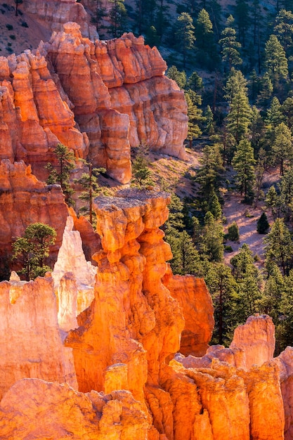 Glowing Hoodoos in Bryce Canyon