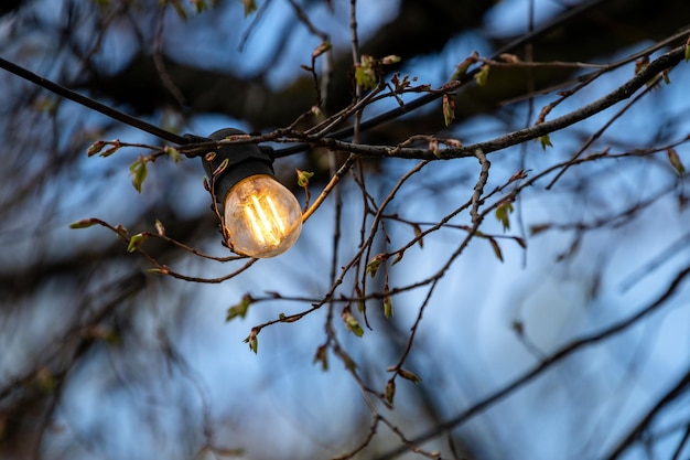 Glowing incandescent light bulb in the branches of a tree with buds of leaves against a blue sky