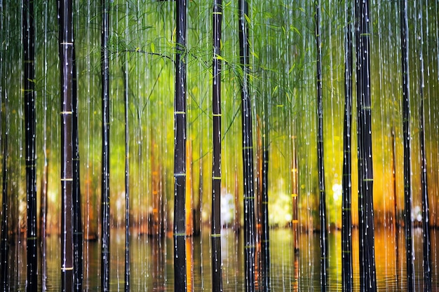 Glowing Neon Tone Bamboo Raindrops on the Bamboo