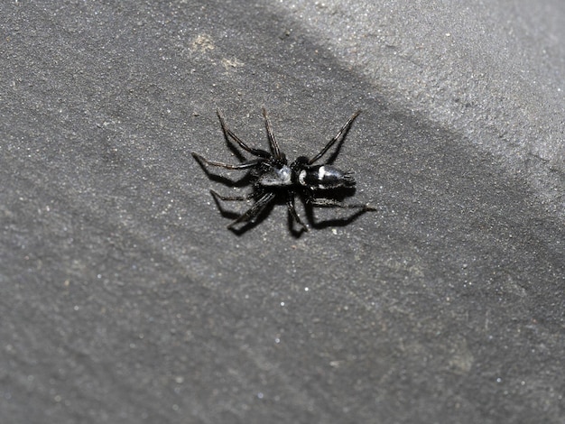 Gnaphosidae callilepis spider macro close up