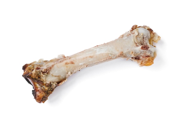 Gnawed animal bone isolated on white background Food waste