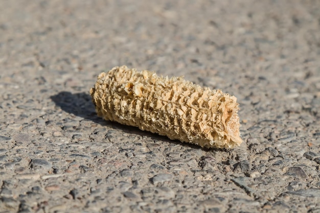 A gnawed corn cob lies on the pavement Garbage