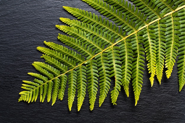 Photo go green background ferns leave on black slate stone background