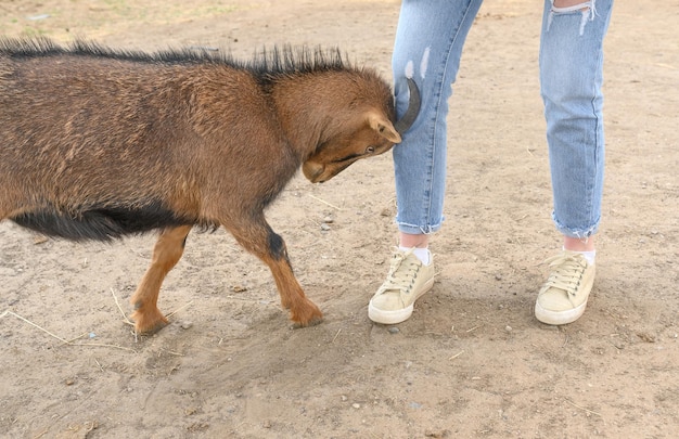 The goat butts the legs of a girl in blue jeans Summer on the farm