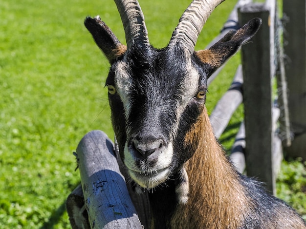 Goat close up portrait looking at you