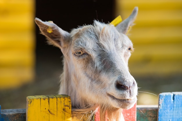 goat closeup at the farm