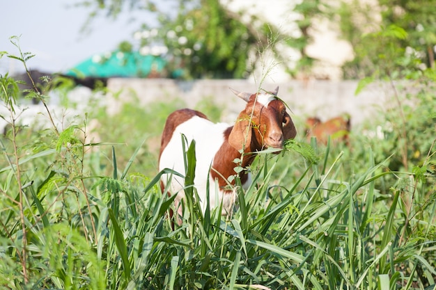 Goat eating grass