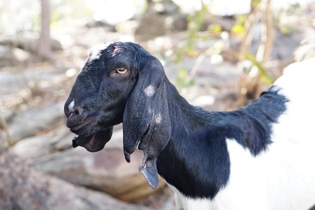 A goat eating a leaf given by a man