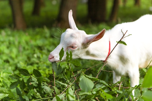 Goat eating leaves grass in the forest village meadow field grassland. Mammal animal chewing plants