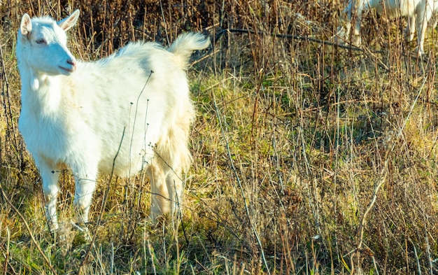 Goat eating withered grass Livestock on a pasture White goat Cattle on a village farm Cattle on a village farm