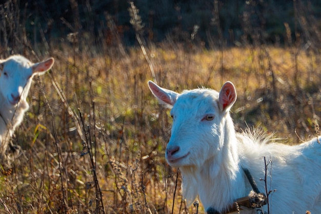 Goat eating withered grass Livestock on a pasture White goats Cattle on a village farm Cattle on a village farm