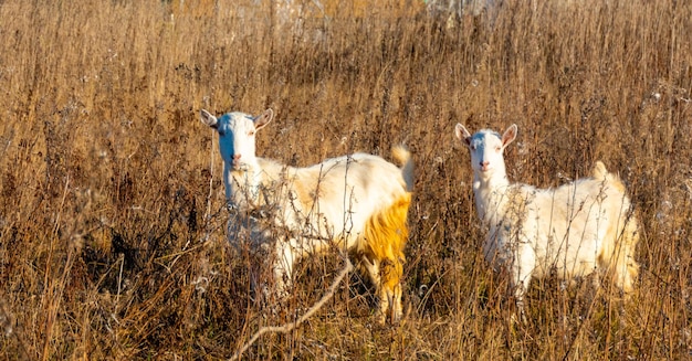 Goat eating withered grass Livestock on a pasture White goats Cattle on a village farm Cattle on a village farm