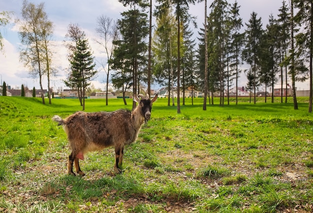 Goat eats a green grass. Animal feeding