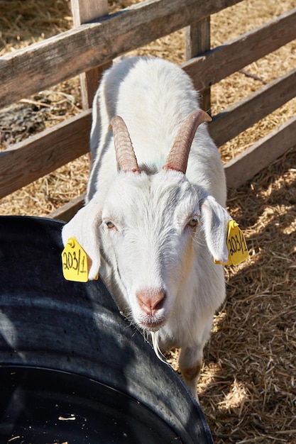 Goat on farm at sunny summer day