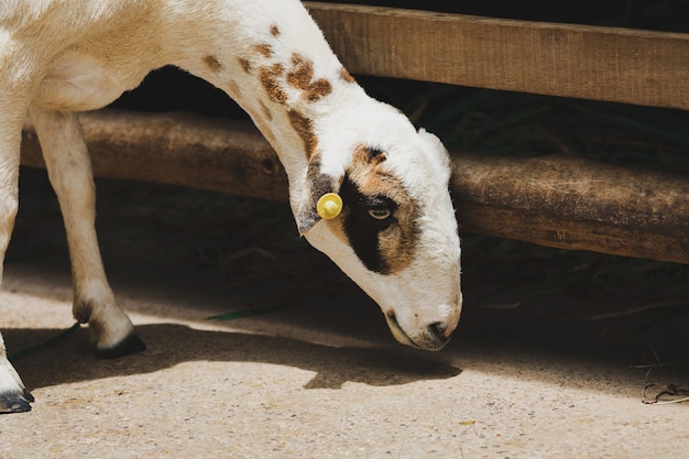 Goat in farm