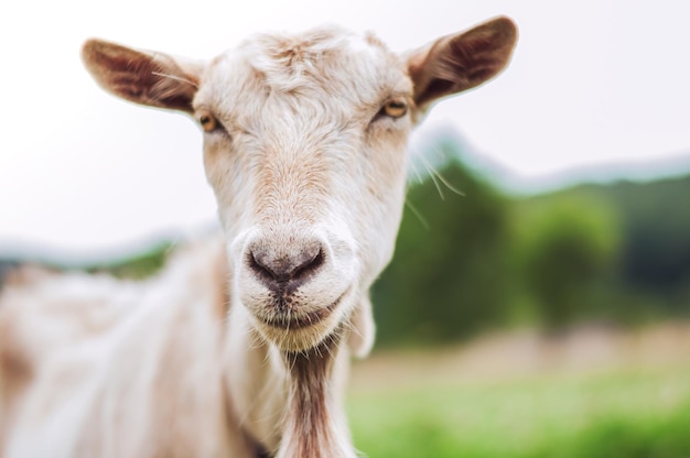 goat grazing in nature organic farming