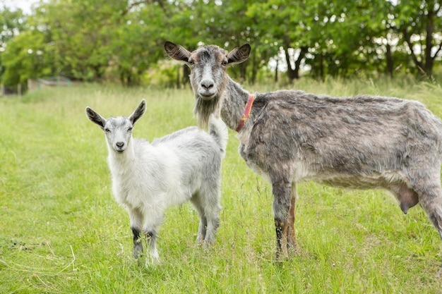 goat on a green meadow in the countryside in summertime in Republic of Moldova