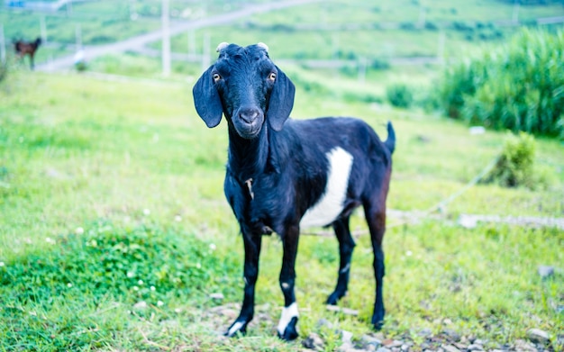 The Goat is grazing greenery grassland during monsoon season at Kathmandu nepal