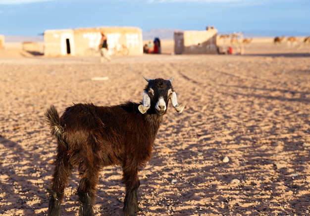 Photo goat is standing in the sahara desert morocco