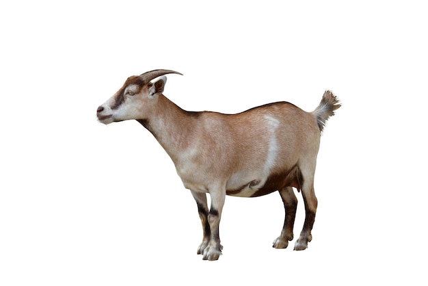 Goat isolated on white background with clipping path