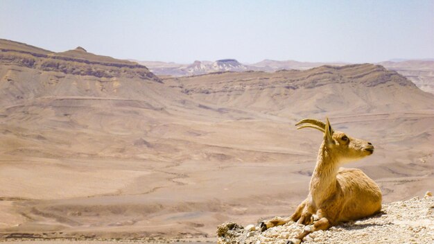 Photo goat lies in the arava desert, israel.