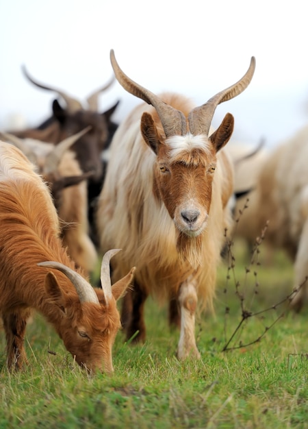 Goat in meadow. Goat herd