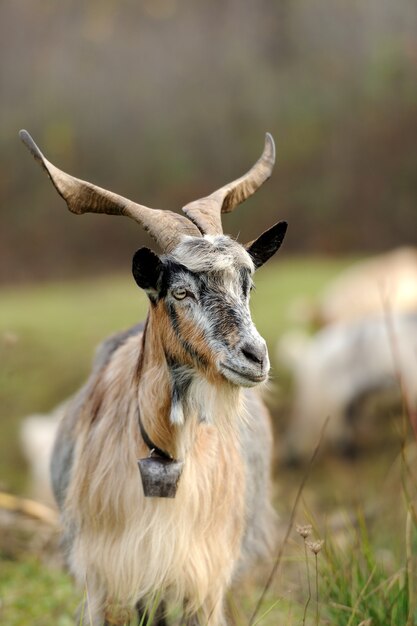 Goat in meadow. Goat herd