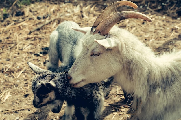 Goat mother with cute kids