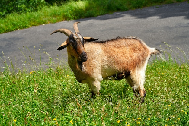 Goat of Picos de Europa at Asturias Spain