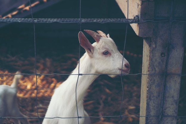 Goat's eyes, eyes that the animals communicate