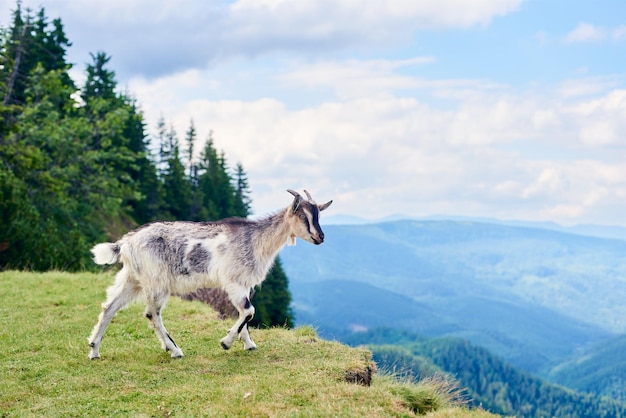 Goat standing mountain scenery on background