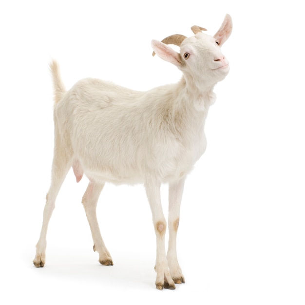 Goat standing up isolated on a white background