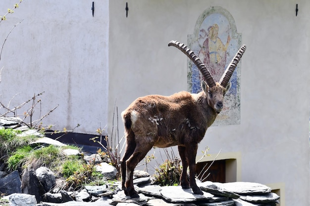 A goat stands on a rock in front of a church