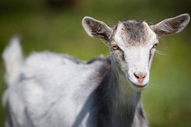 A goat walks in the courtyard of a village house Goat standing among green grass