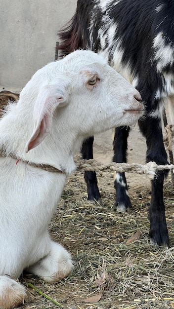 A goat wearing a collar