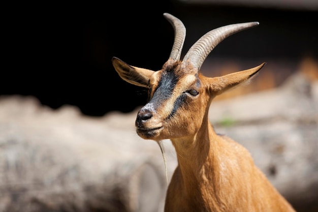 A goat with a blue marking on its face