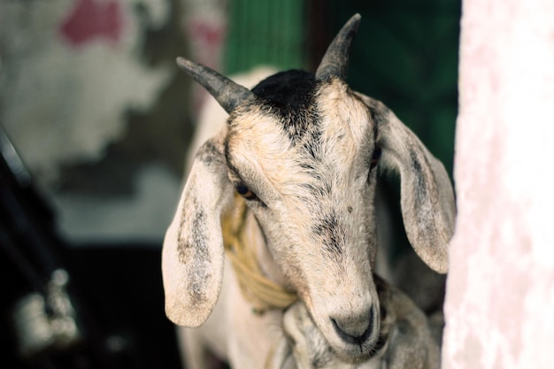 A goat with horns is standing next to a wall with a pink and white background.