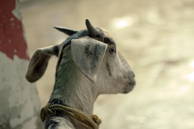 A goat with a rope around his ear