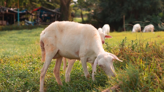 Goats eating grass in lake