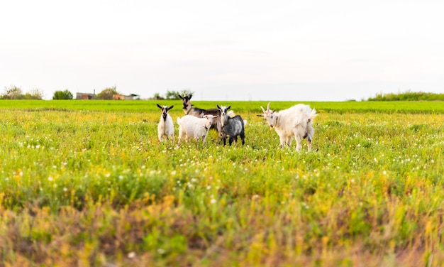 goats on the eco farm eating grass